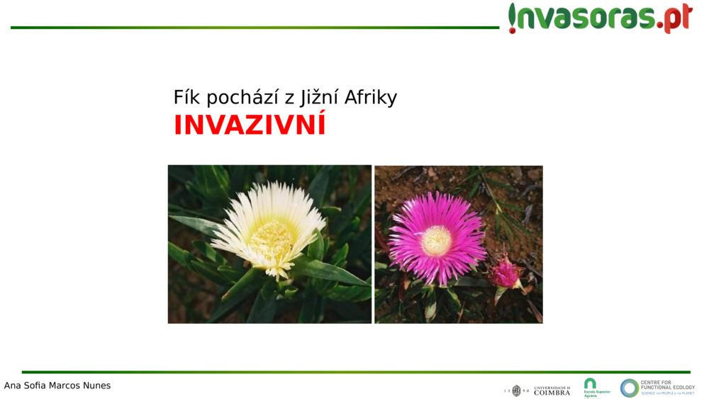 Fík pochází z Jižní Afriky