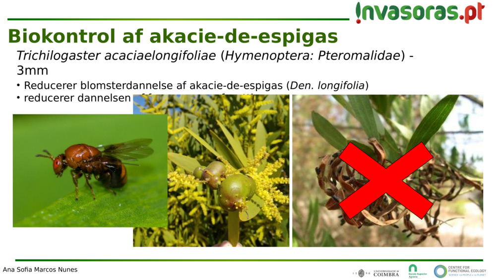 Trichilogaster acaciaelongifoliae