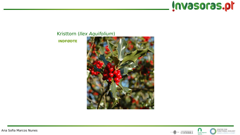 INDFØDTE