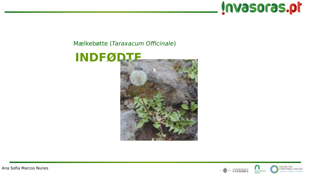 INDFØDTE