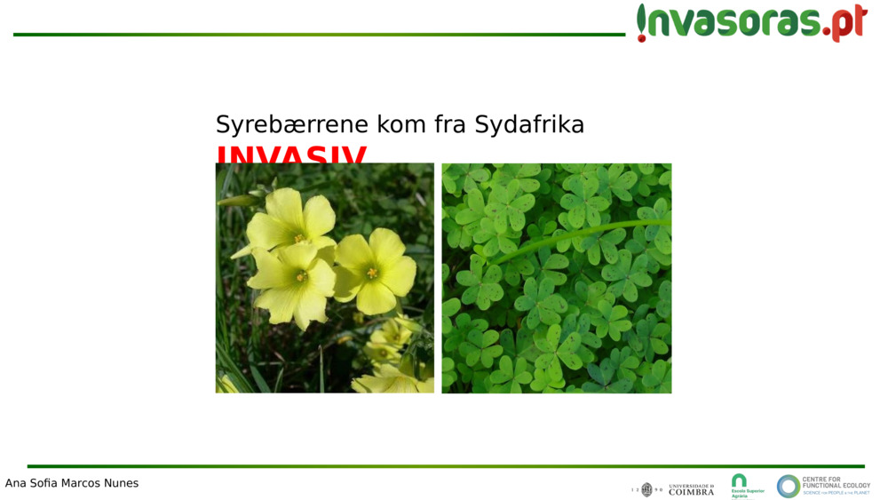 Syrebærrene kom fra Sydafrika