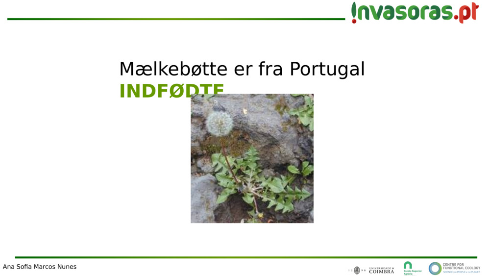 Mælkebøtte er fra Portugal
