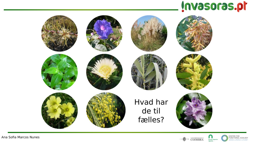 Hvad har de til fælles?