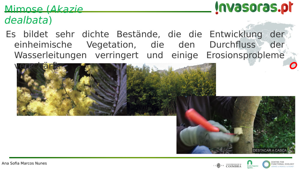 Mimose (