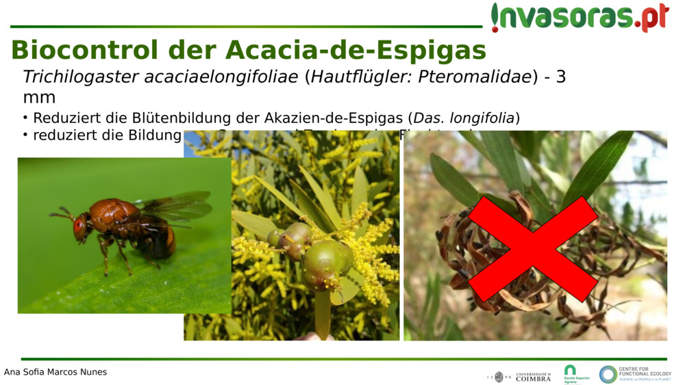 Trichilogaster acaciaelongifoliae