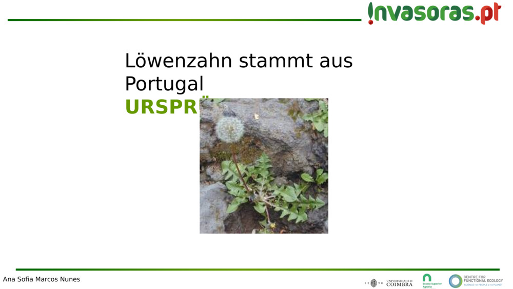 Löwenzahn stammt aus Portugal