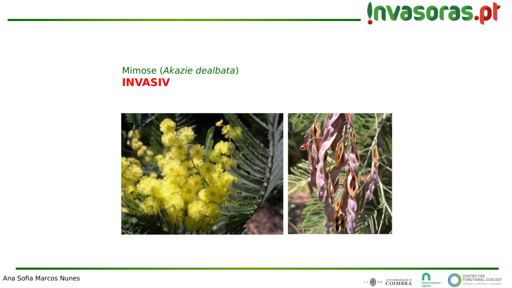 Invasive Arten im heimischen Wald