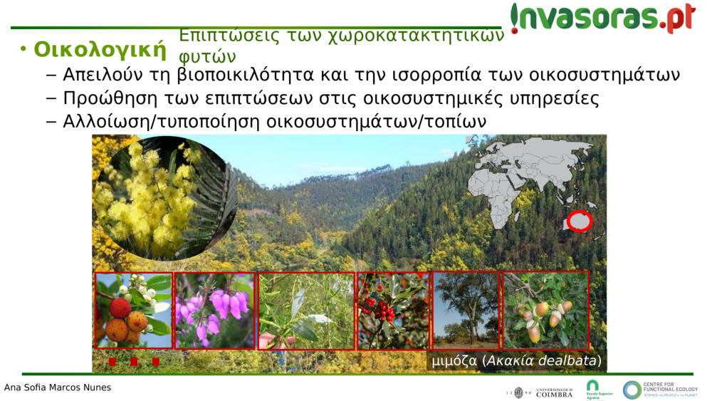 μιμόζα (