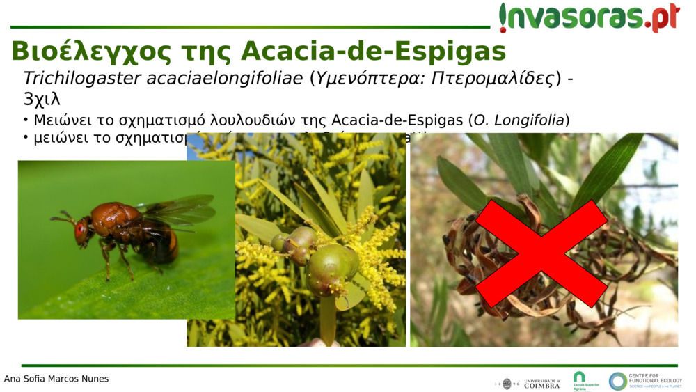Trichilogaster acaciaelongifoliae