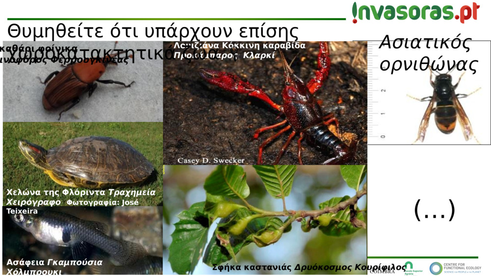 Ασιατικός ορνιθώνας 