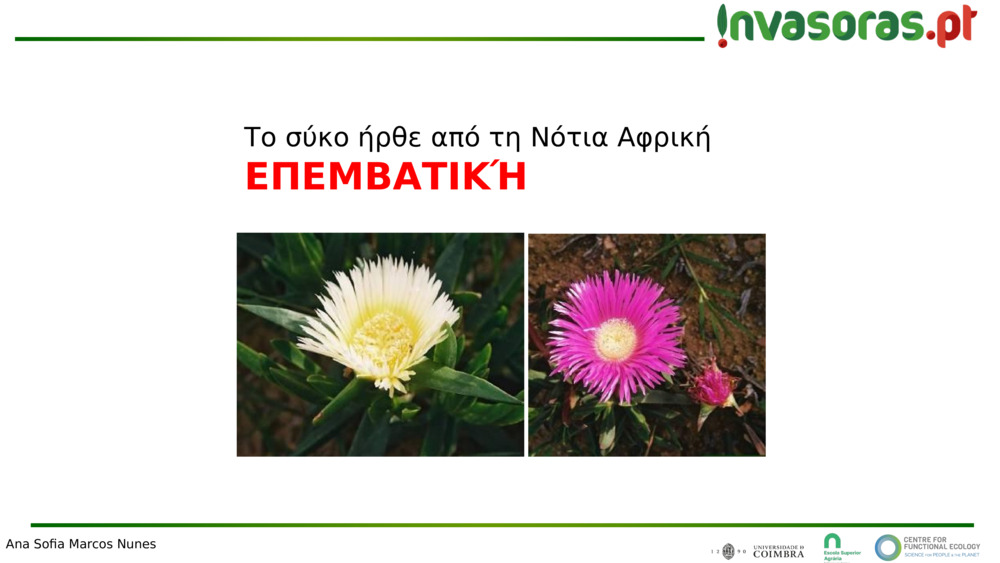 Το σύκο ήρθε από τη Νότια Αφρική