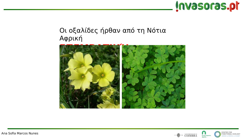 Οι οξαλίδες ήρθαν από τη Νότια Αφρική