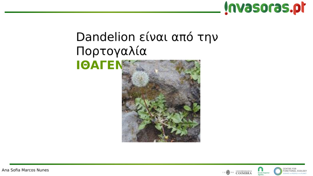 Dandelion είναι από την Πορτογαλία