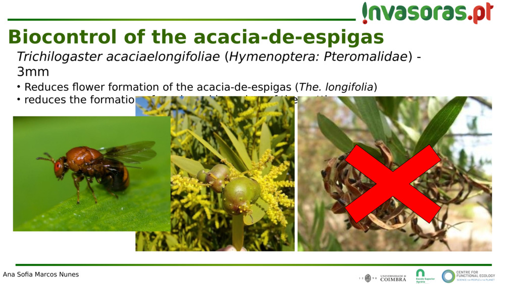 Trichilogaster acaciaelongifoliae