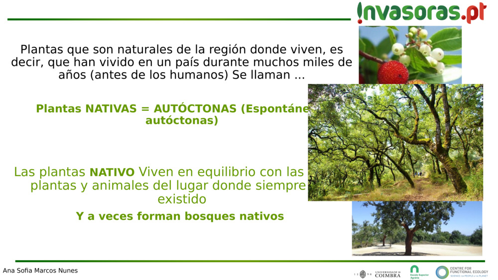 Plantas que son naturales de la región donde viven, es decir, que han vivido en un país durante muchos miles de años (antes de los humanos) 