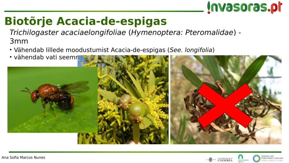 Trichilogaster acaciaelongifoliae