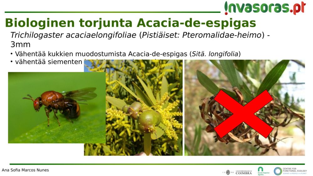 Trichilogaster acaciaelongifoliae