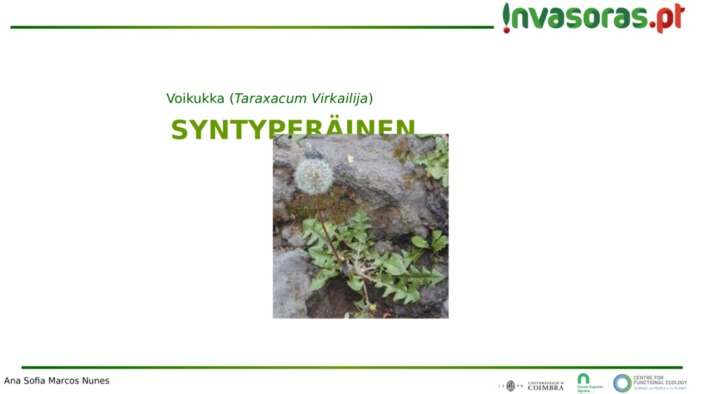 SYNTYPERÄINEN