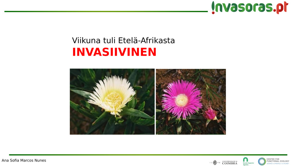Viikuna tuli Etelä-Afrikasta