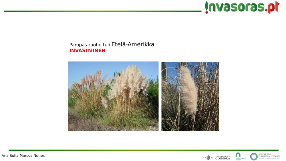 Pampas-ruoho tuli 