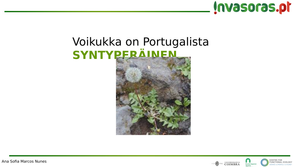 Voikukka on Portugalista