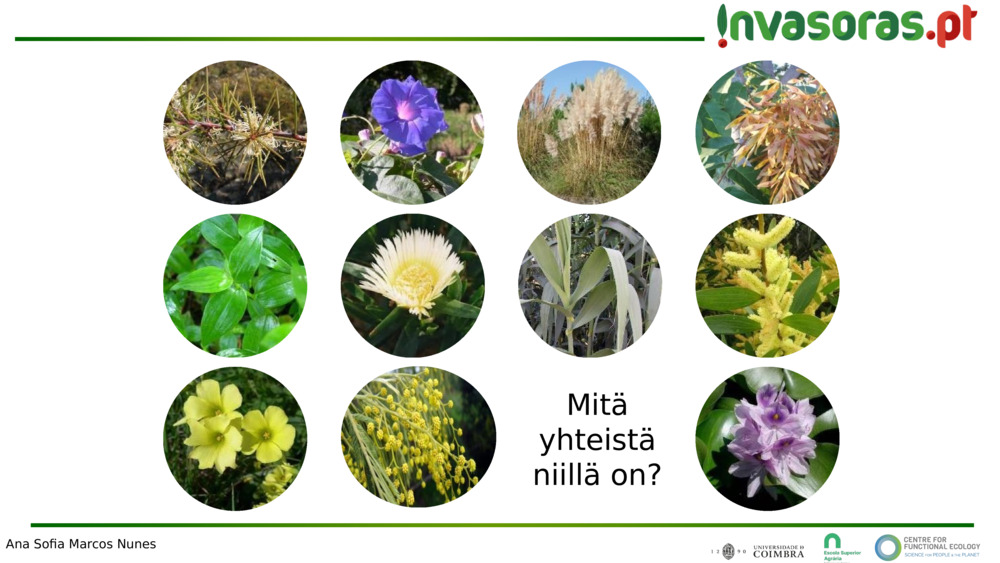 Mitä yhteistä niillä on?