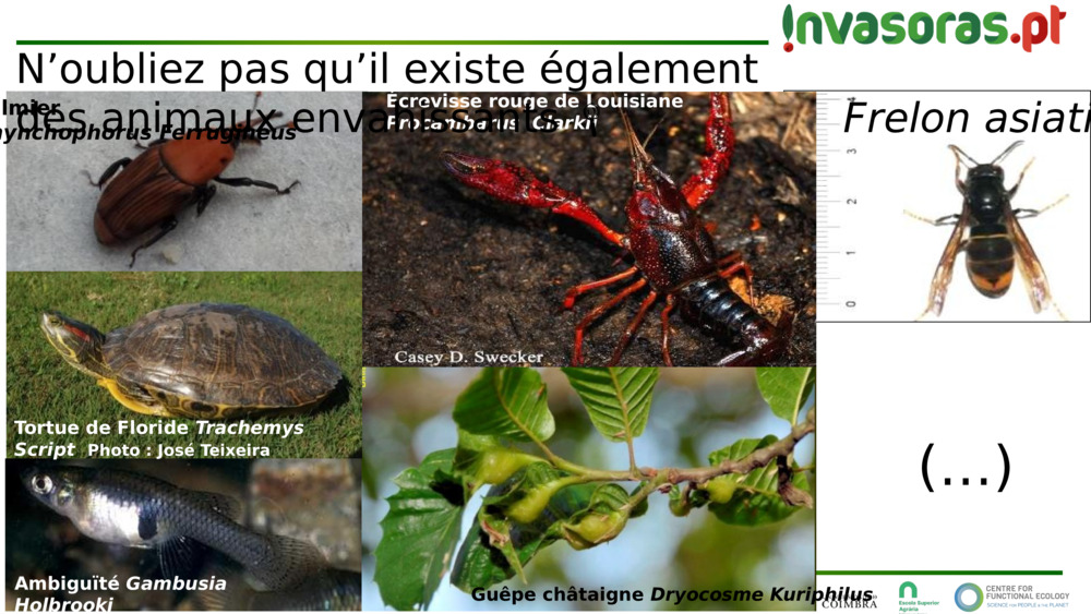 Frelon asiatique 