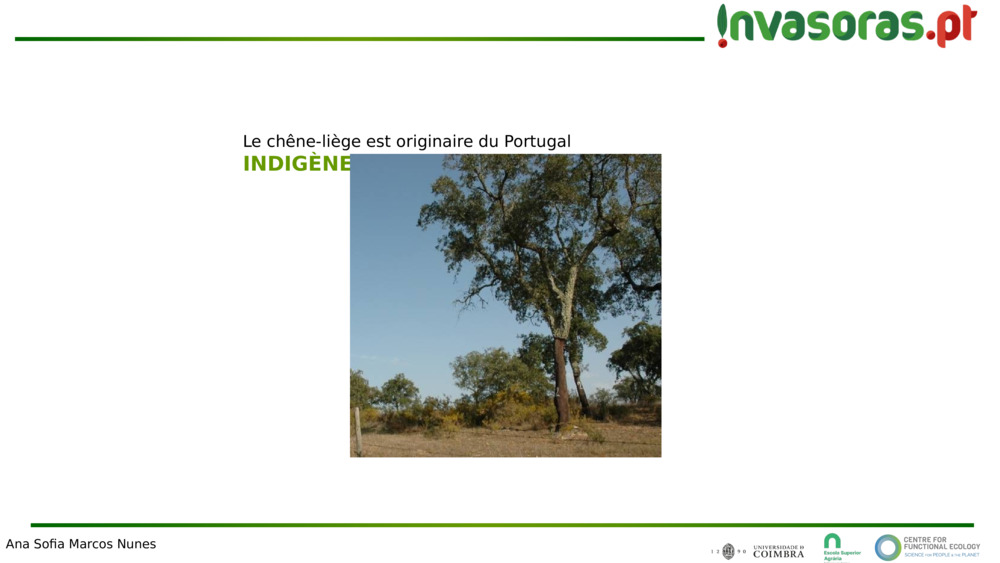 Le chêne-liège est originaire du Portugal