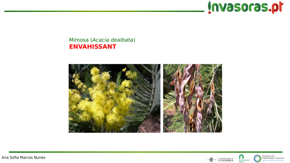 Espèces envahissantes dans la forêt indigène