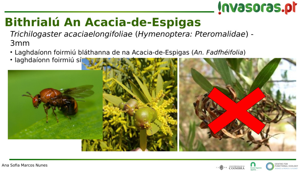 Trichilogaster acaciaelongifoliae