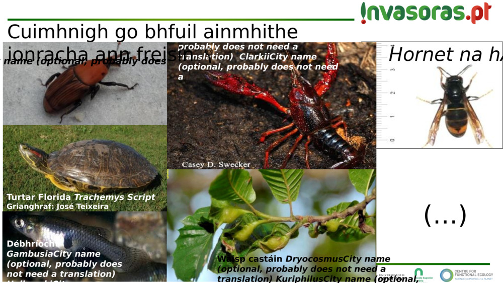 Hornet na hÁise 