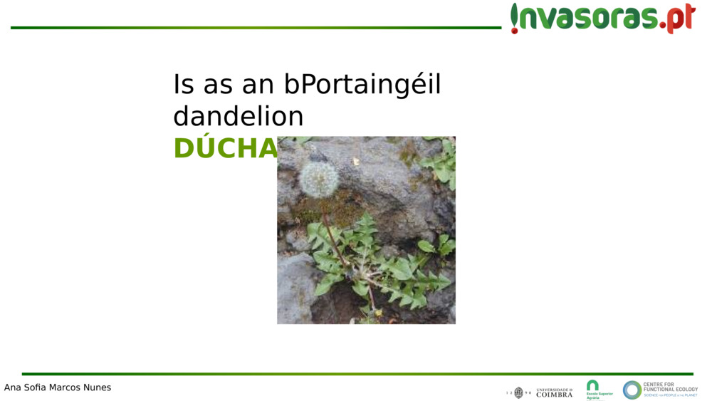 Is as an bPortaingéil dandelion