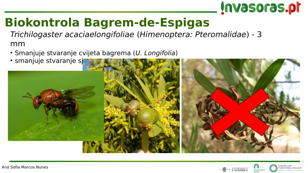 Trichilogaster acaciaelongifoliae