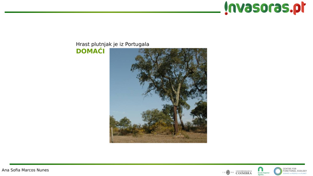 Hrast plutnjak je iz Portugala