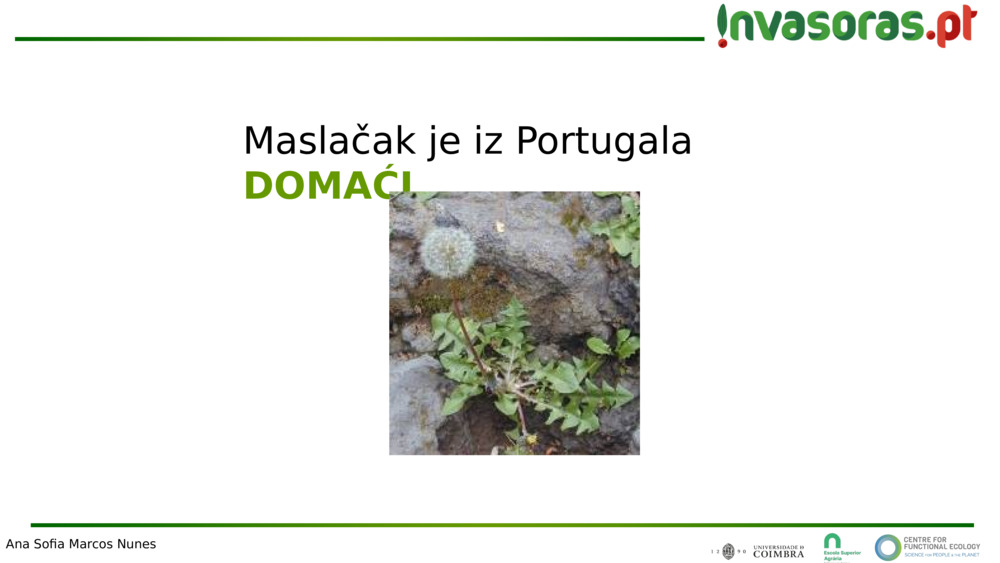 Maslačak je iz Portugala
