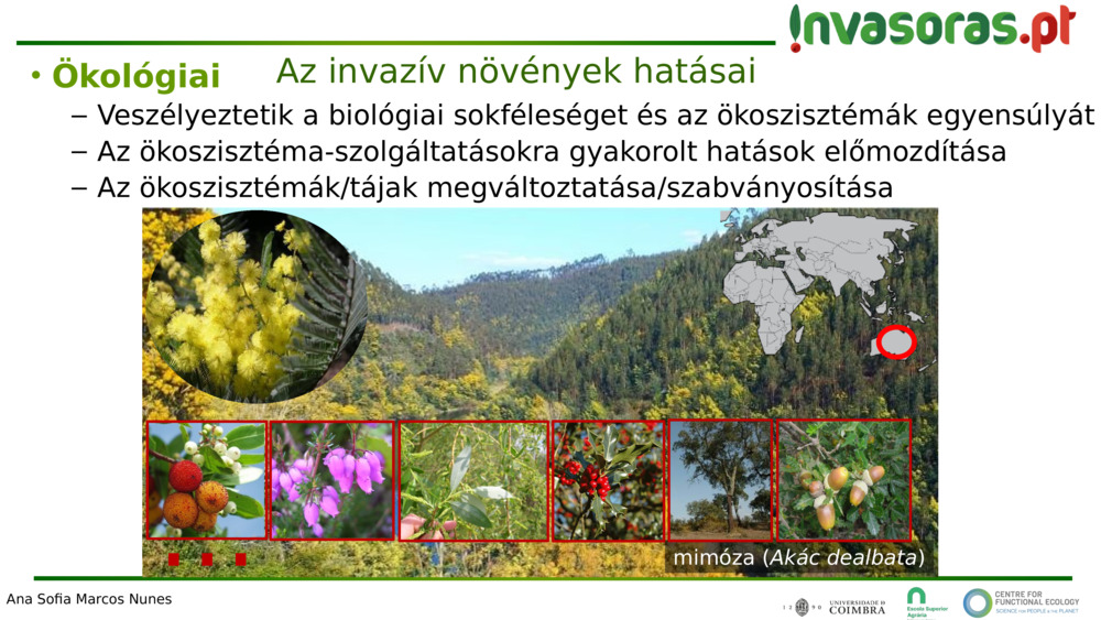 mimóza (
