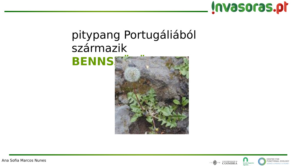 pitypang Portugáliából származik