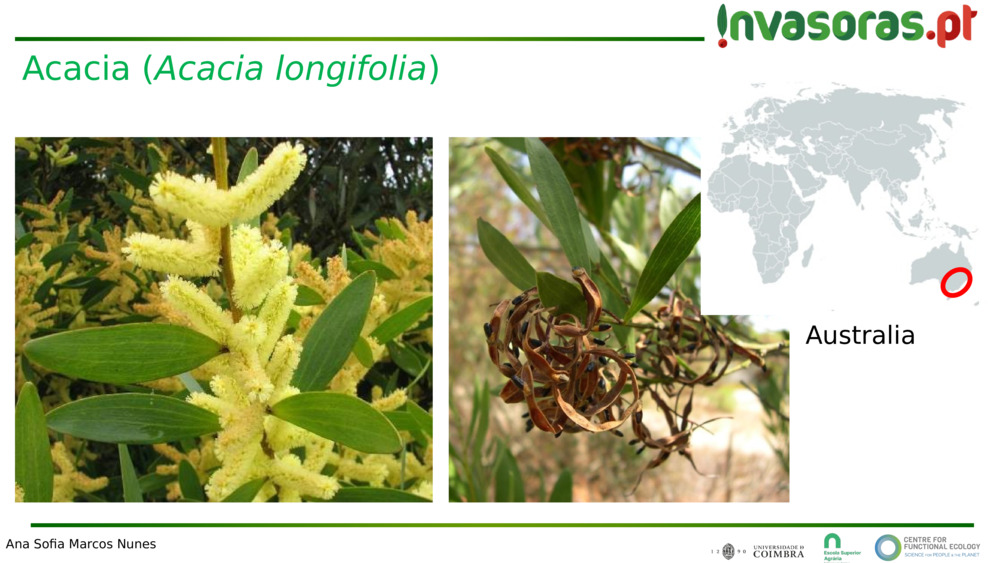 Acacia (