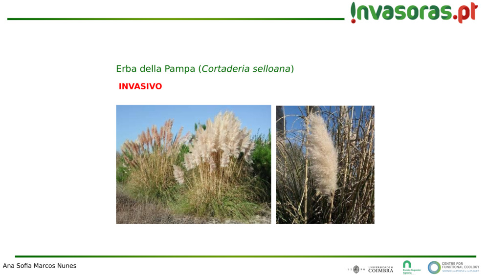 INVASIVO
