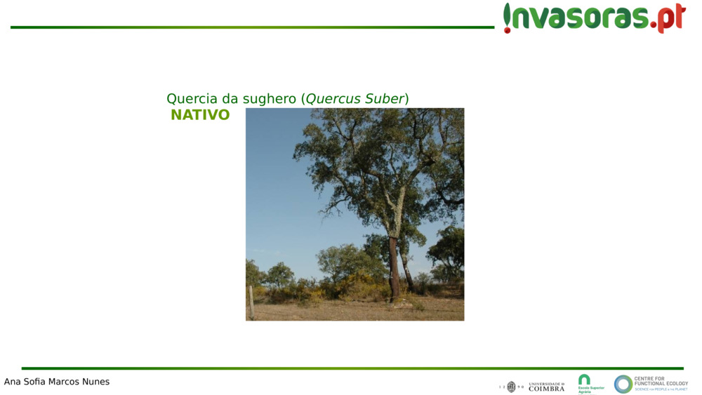 NATIVO