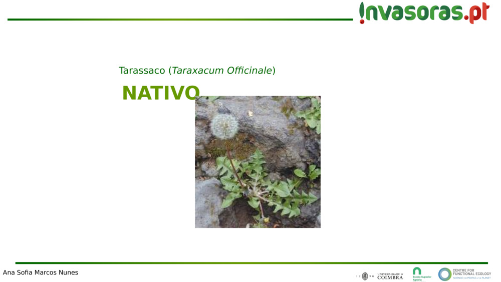 NATIVO