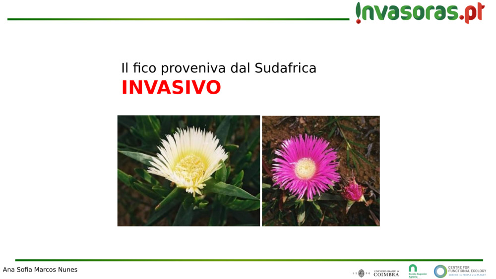 Il fico proveniva dal Sudafrica
