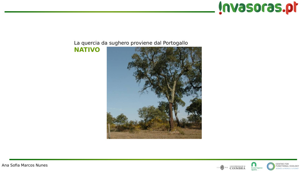 La quercia da sughero proviene dal Portogallo