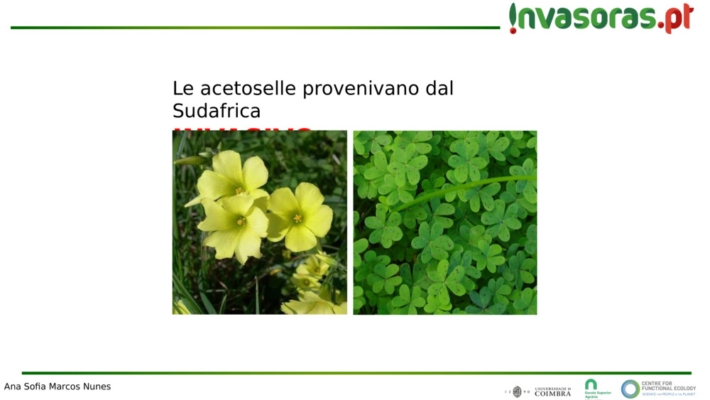 Le acetoselle provenivano dal Sudafrica