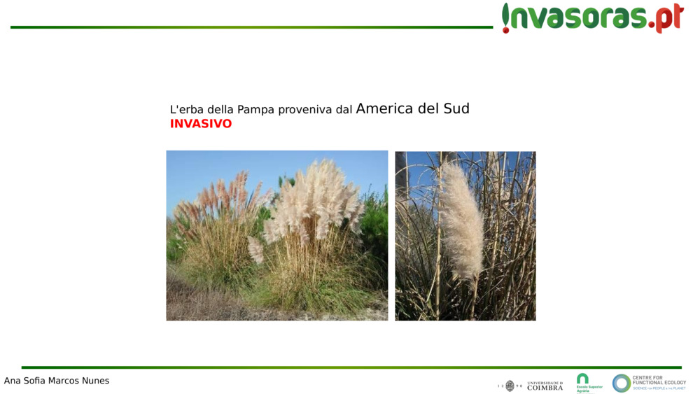 L'erba della Pampa proveniva dal 
