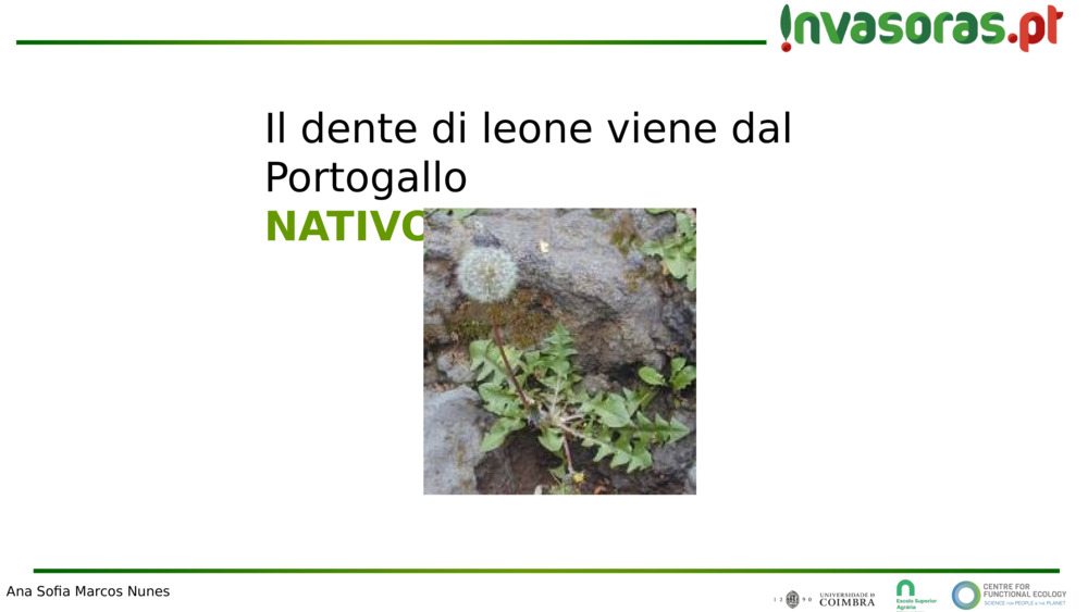 Il dente di leone viene dal Portogallo