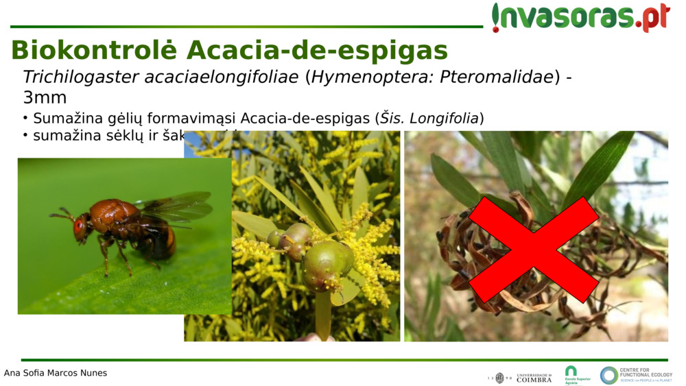 Trichilogaster acaciaelongifoliae
