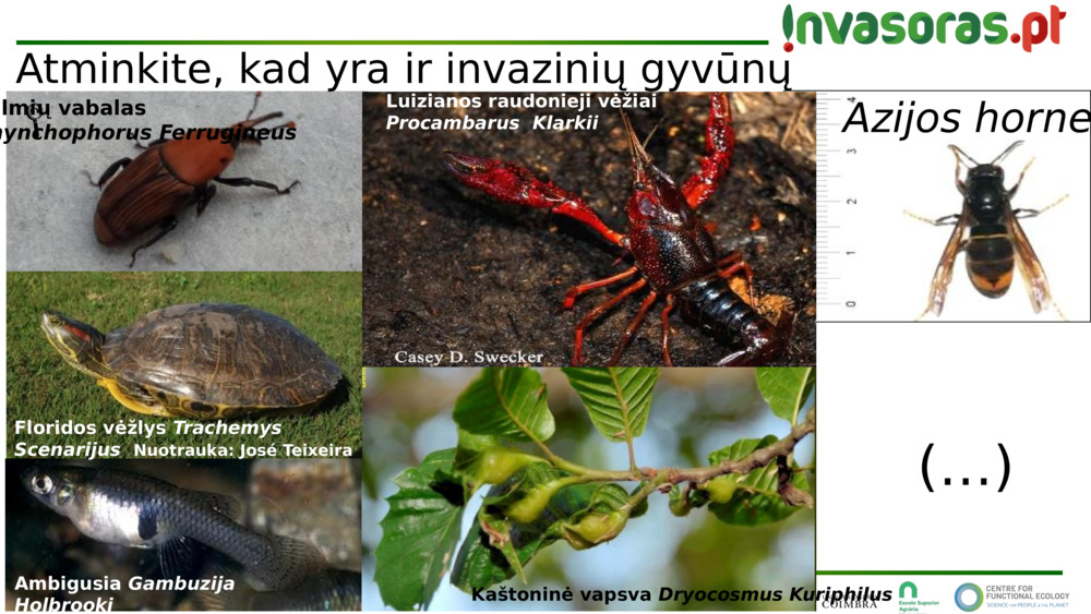 Azijos hornetas 