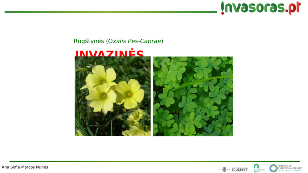 INVAZINĖS