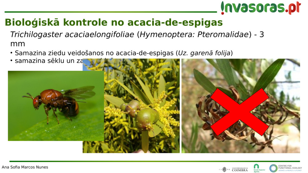 Trichilogaster acaciaelongifoliae